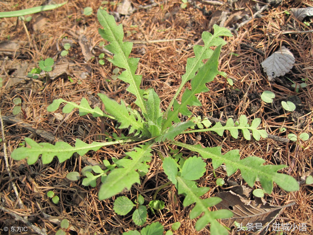 现在的季节有哪些野菜可以吃,又到了吃野菜的季节你认识野菜不