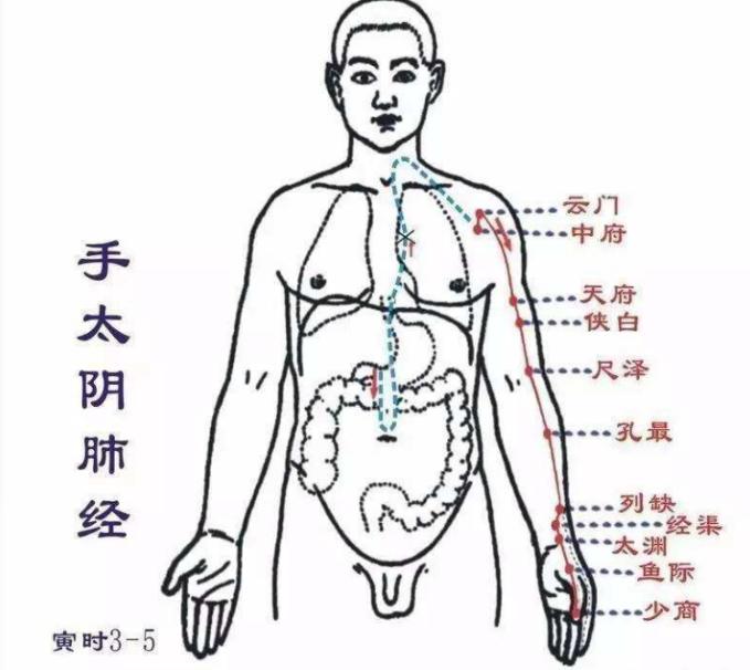 人体全部经络及如何利用经络养生,教你快速记住人体12条经络图