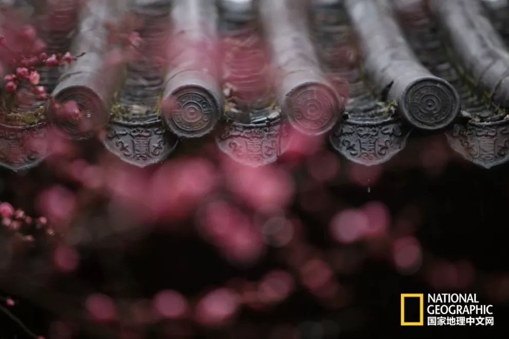 错过需再等一年！来南京看万株梅花海“淡粉宫妆”！