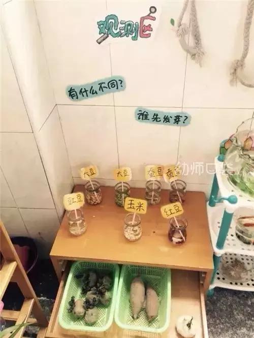 幼儿园春天植物角摆台,幼儿园植物角创意布置图片大全集