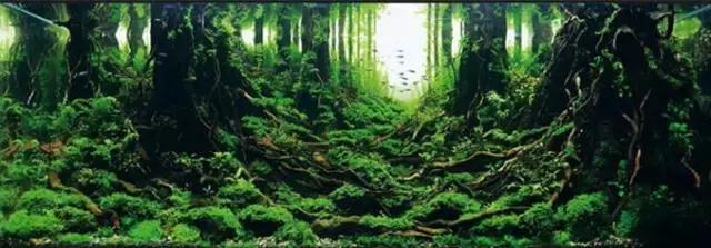 杜鹃根水草缸图片和视频,杜鹃根造景需要素材在哪里