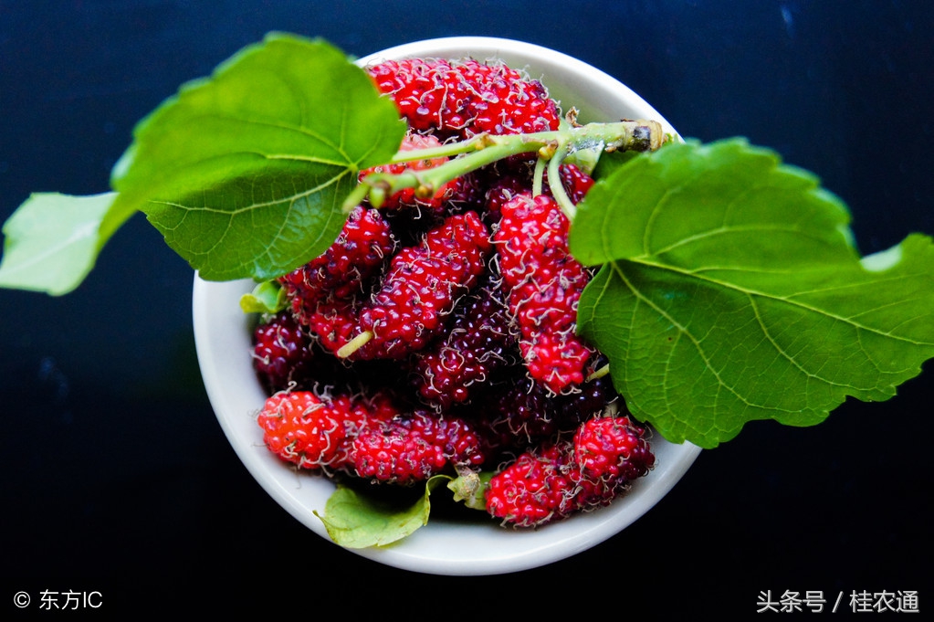 桑树怎么养护桑果才好吃,一般桑树采完桑葚怎么处理