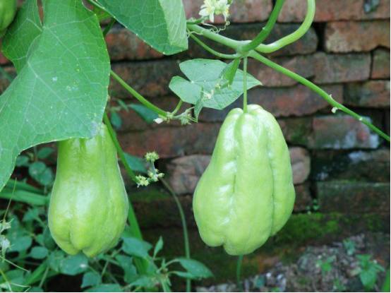 佛手瓜如何插秧,佛手瓜如何才能高产