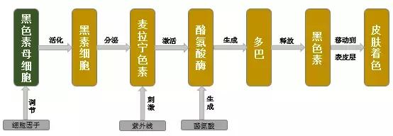 用了不会反黑的美白精华,大家都在用的美白精华