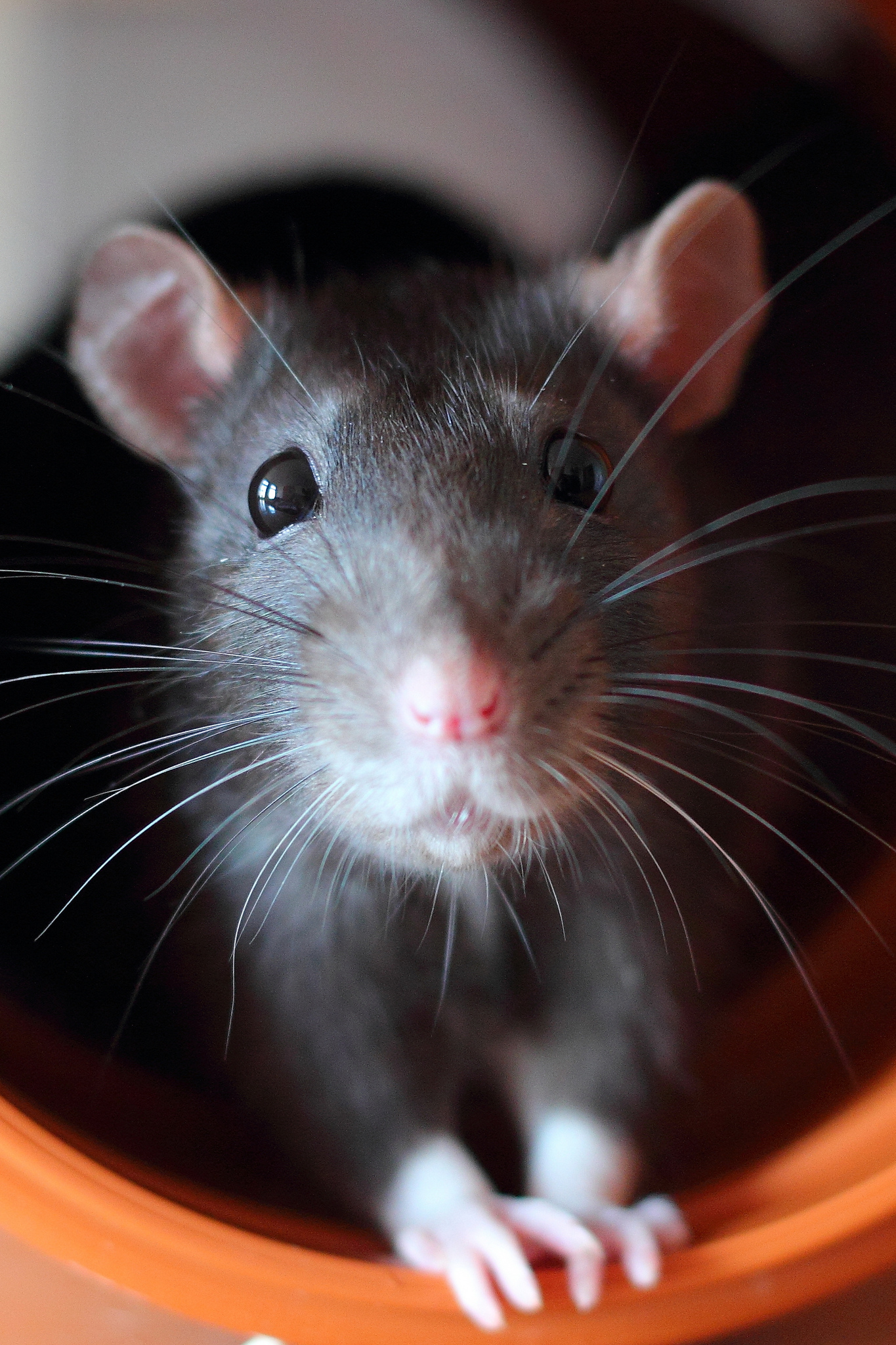 仓鼠需要磨牙吗用什么磨牙,仓鼠磨牙用什么磨牙最好