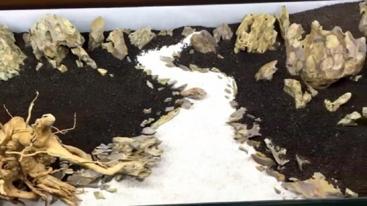鱼缸微景观的方法和技巧,桌面鱼缸造景新手教程