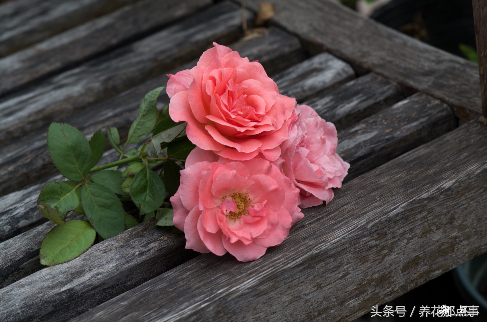 养月季必须知道的6个常识,月季怎么养才能爆盆和爬满墙