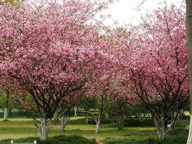 排解深夜的寂寞，只需一点海棠果就能做到
