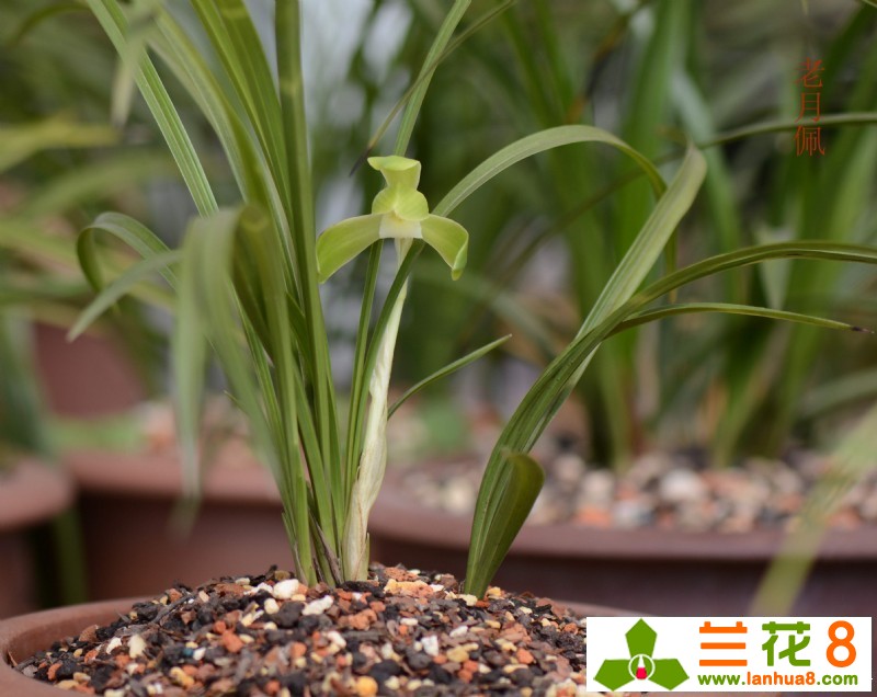 收到兰花脱水处理方法,兰花叶子脱水处理方法