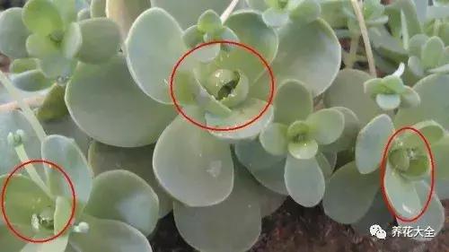 多肉除虫最佳时间,多肉怎么不用药杀虫