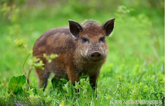 美国海关禁止和限制入境的物品,美国海关入境携带物品规定