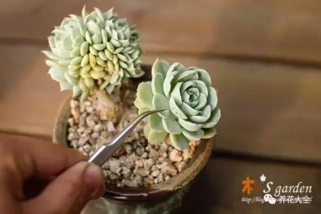 多肉除虫最佳时间,多肉怎么不用药杀虫