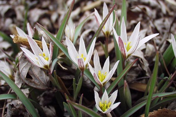 农村常见100种野花图片及名称,农村常见的50种野花名字