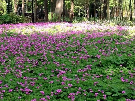 红花酢浆草和苜蓿草的区别,红花酢浆草植物简介