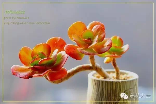 必看|台湾是中国的,多肉是世界的!