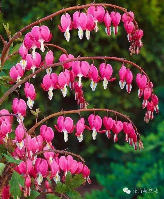 被爱情女神眷顾的植物们,用心感受!