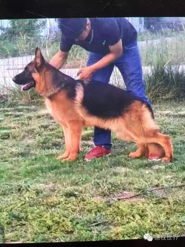 原创丽峰犬舍-VA11小杜的母亲在这里出生