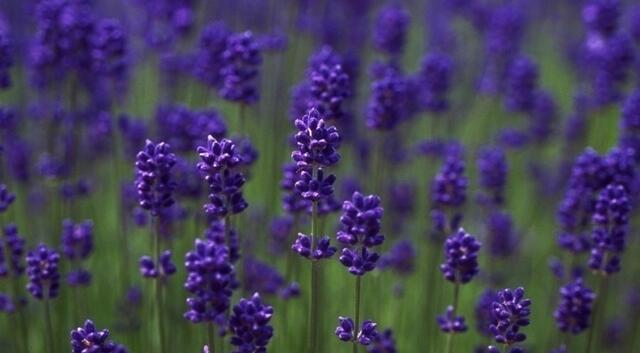 什么草驱蚊虫效果好,罗勒草有驱蚊虫的作用吗