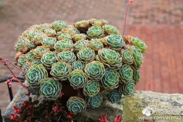 必看|台湾是中国的,多肉是世界的!
