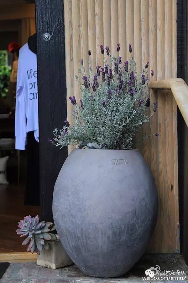 必看|台湾是中国的,多肉是世界的!