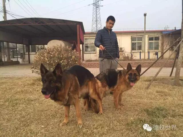 原创丽峰犬舍-VA11小杜的母亲在这里出生