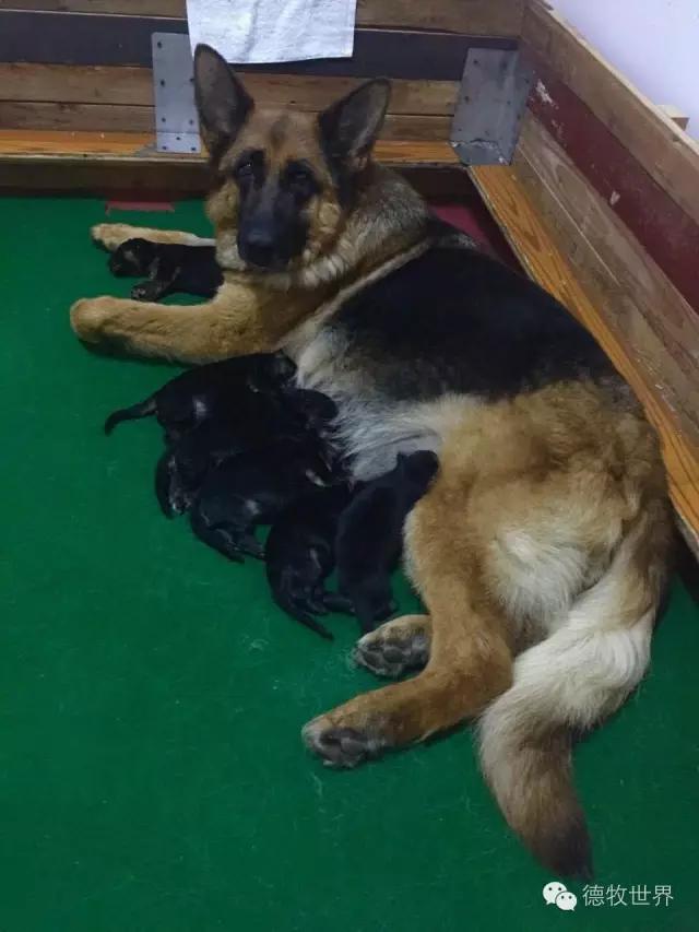 原创丽峰犬舍-VA11小杜的母亲在这里出生