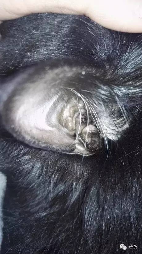 宠物耳螨怎么算痊愈,宠物有耳螨治疗要多少钱