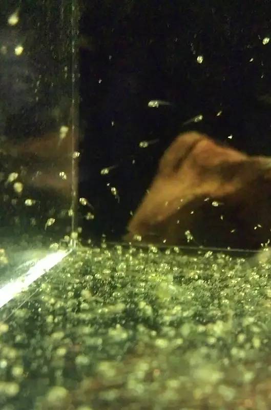 血脉奋“斗”历程--国斗繁殖实录(1)生命的起源