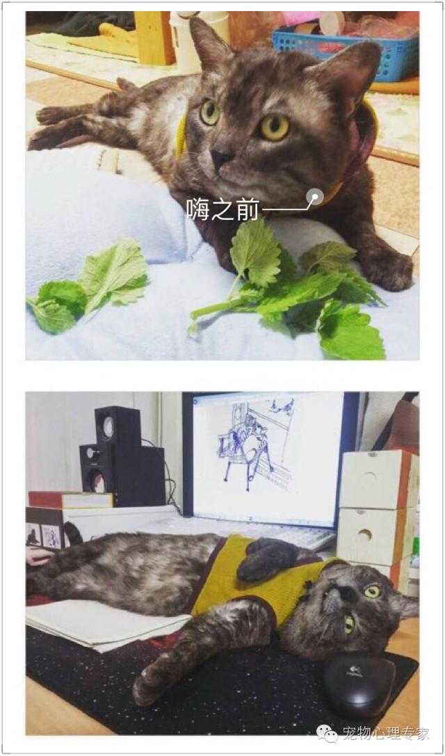 养猫新手入门必知猫薄荷,猫薄荷栽培方法有哪些