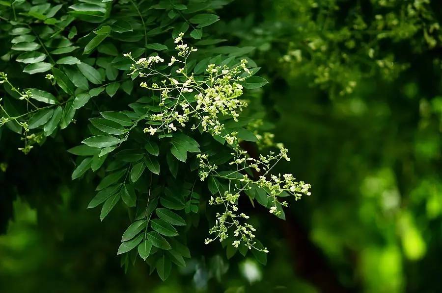 关于绿槐的诗文,绿槐阴最厚全诗