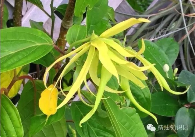 依兰精油对头发的功效与作用,依兰精油成分有哪些