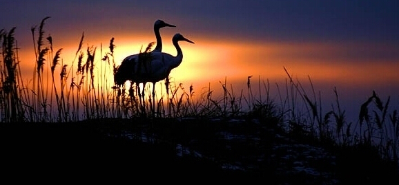 存在主义心理治疗在线阅读,存在主义心理治疗简称