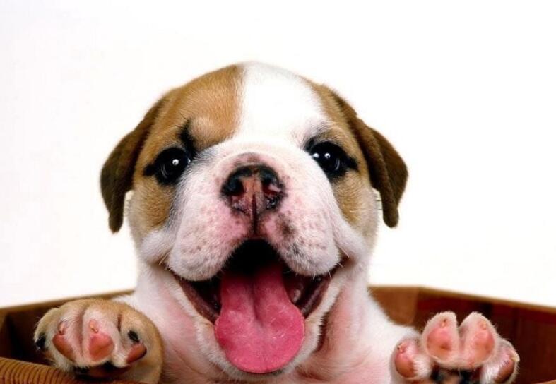 狗狗不吃东西怎么办图片,狗狗不吃东西怎么办搞笑