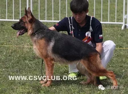 原创丽峰犬舍-VA11小杜的母亲在这里出生