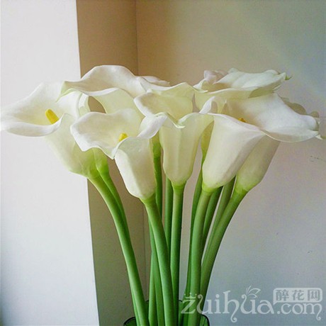 马蹄莲开花期间养护注意什么问题,马蹄莲开花后落了怎么处理