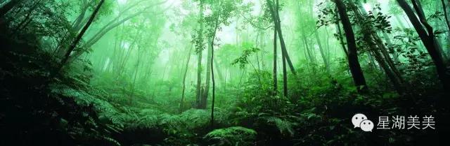 肇庆鼎湖山林,肇庆鼎湖山全景图