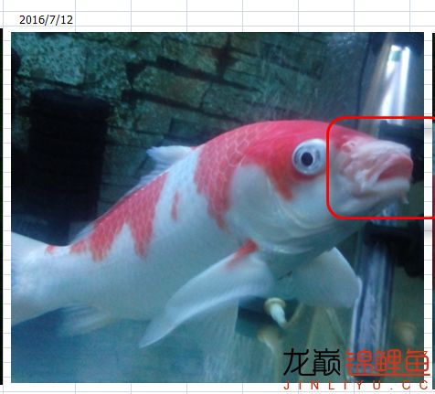 锦鲤烂嘴用庆大霉素行吗,锦鲤严重烂嘴用什么药