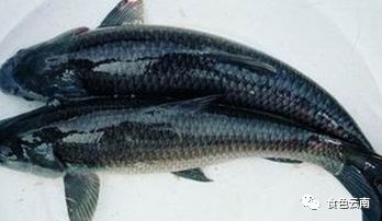 云南淡水鱼类图鉴,云南鱼类有哪些