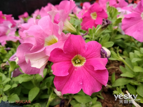 糖果s11配置怎么样,s101深度评测