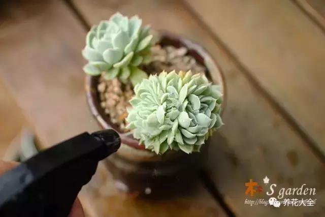 多肉除虫最佳时间,多肉怎么不用药杀虫
