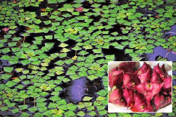 农村常见100种野花图片及名称,农村常见的50种野花名字