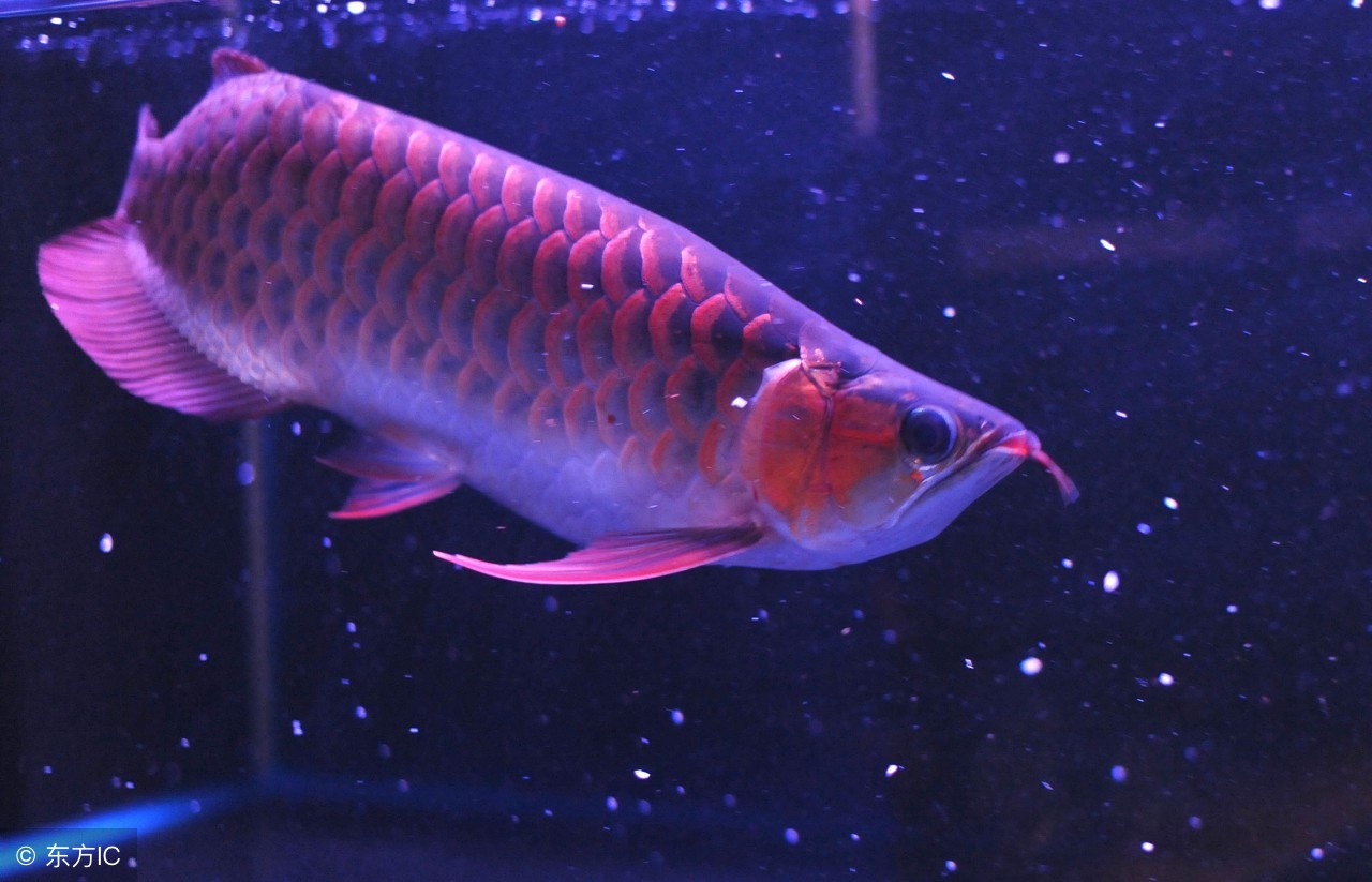 龙鱼断尾不游走,龙鱼直立还能救吗