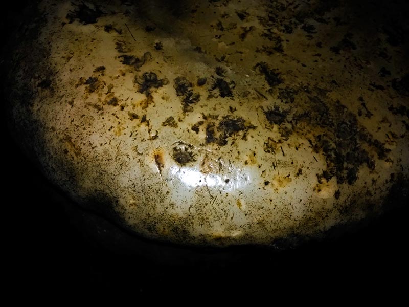 上方山森林动物世界游记,上方山动物园游记四年级