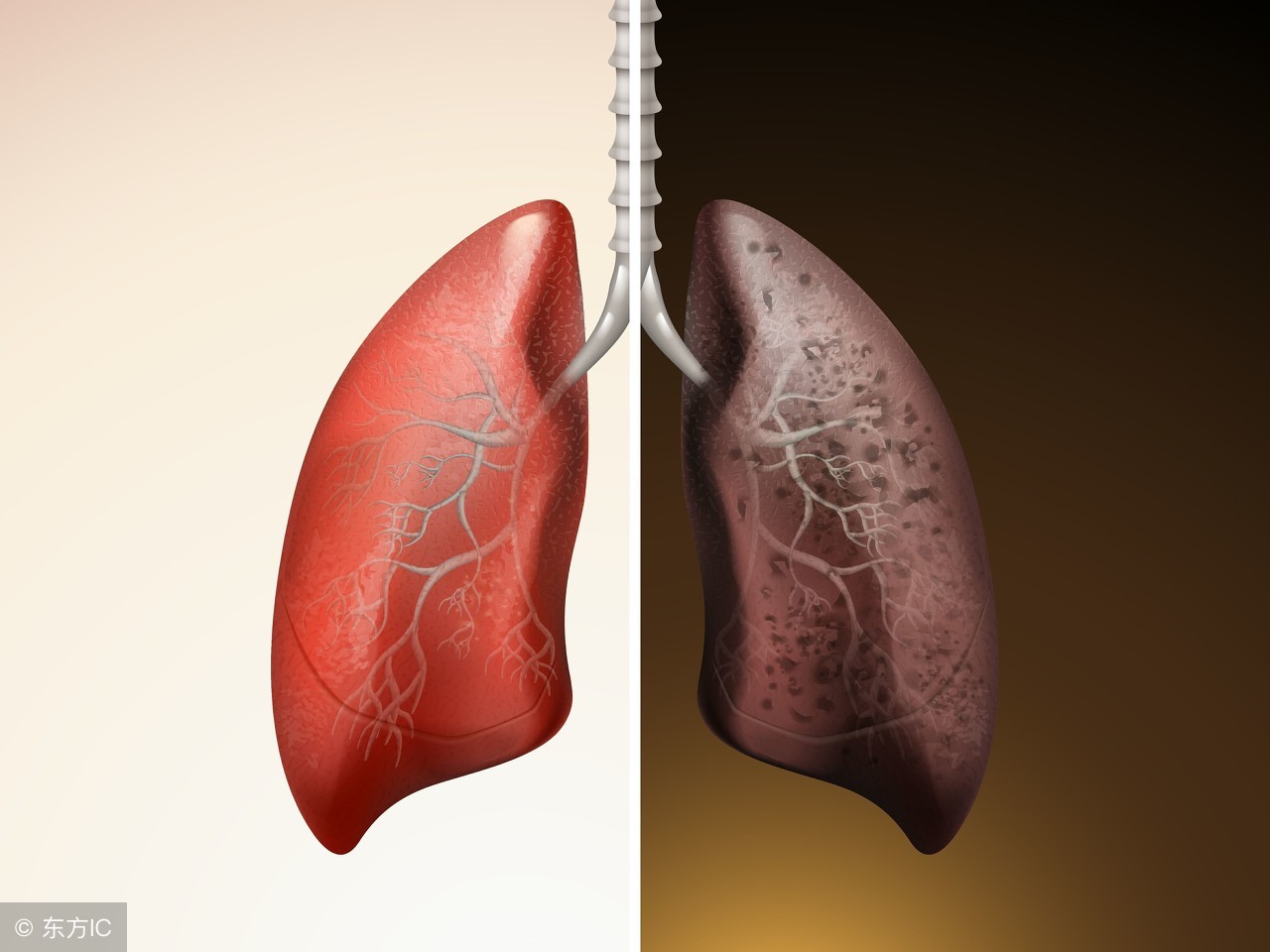 肺癌初期食疗最佳方案,治肺癌最好的食谱