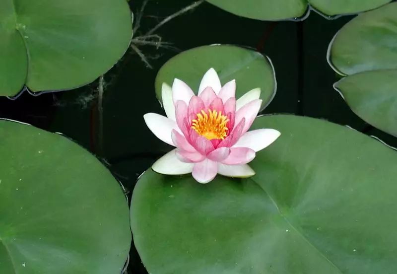 李炳南老居士诵五大心咒,李炳南老居士谈念佛