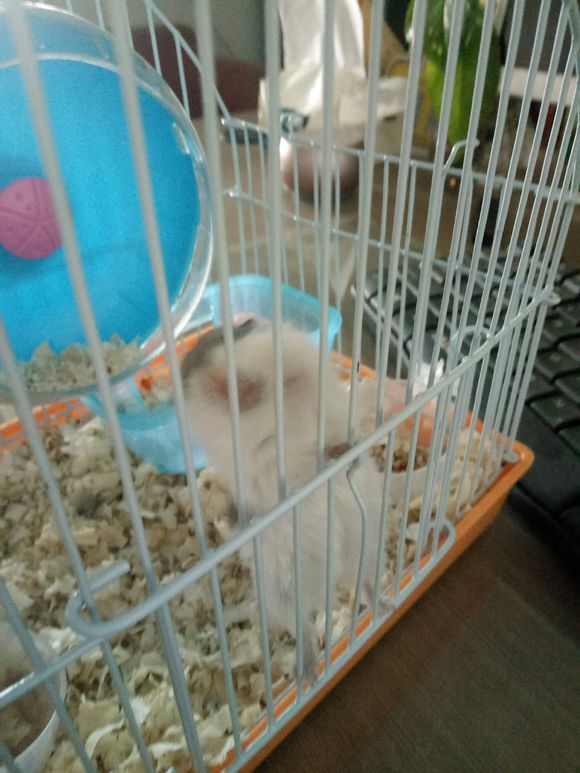 觉得仓鼠全身软,感觉仓鼠身上都是皮