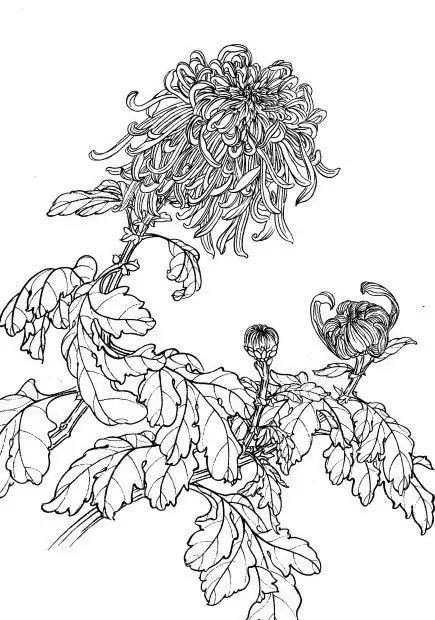 教你一步一步勾勒白描菊花,国画菊花勾线白描怎么画