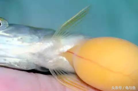 过背金龙鱼成长记录,过背金龙鱼1个月能长多少