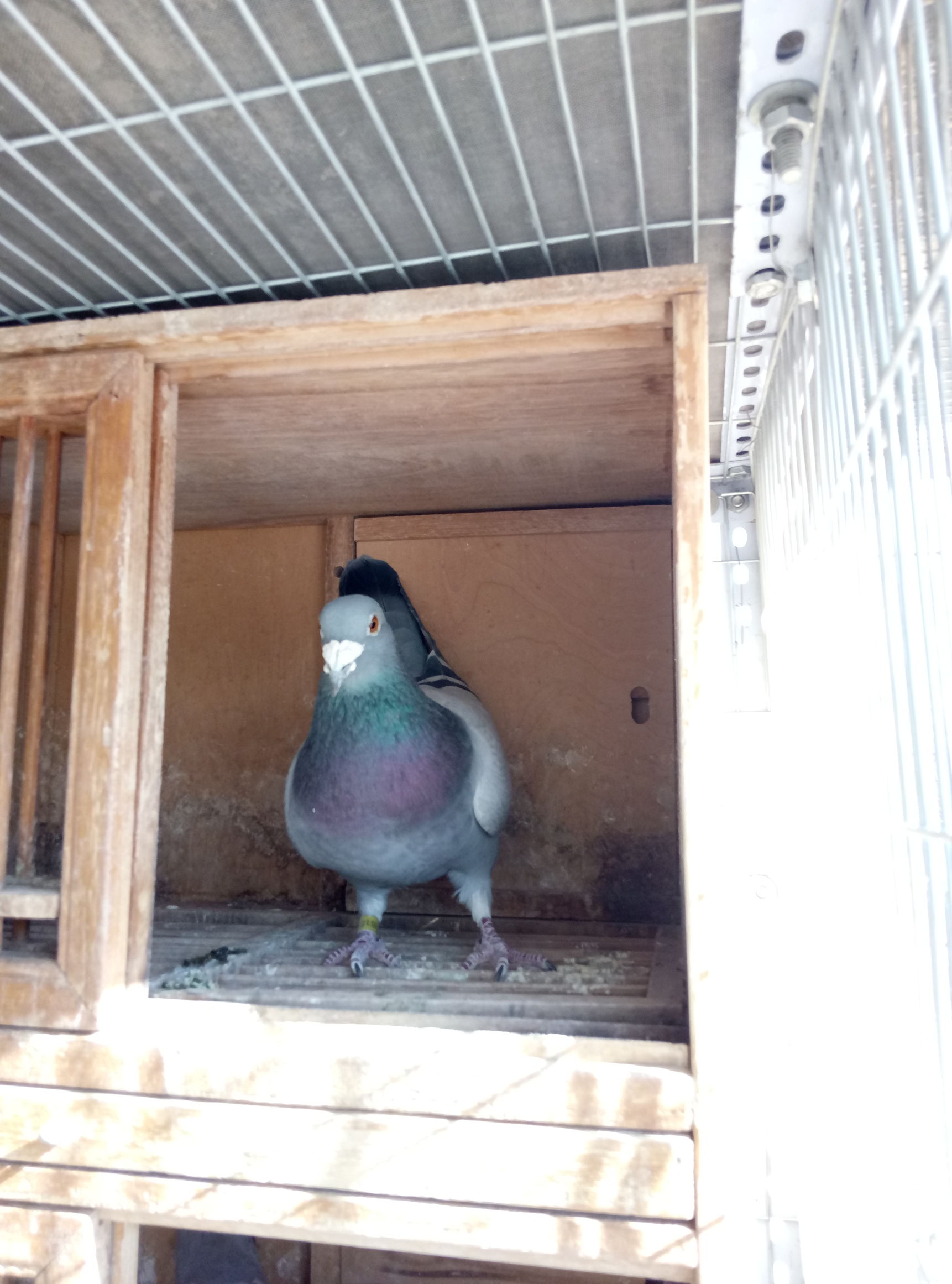 自由繁殖鸽子,鸽子自由放养自然配对