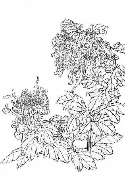 教你一步一步勾勒白描菊花,国画菊花勾线白描怎么画